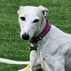 Profile photo of Sharon