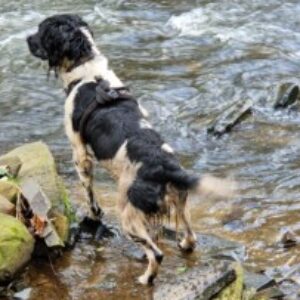 Profile photo of Roxanne